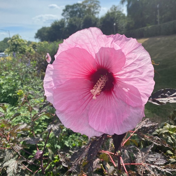 rosa3544